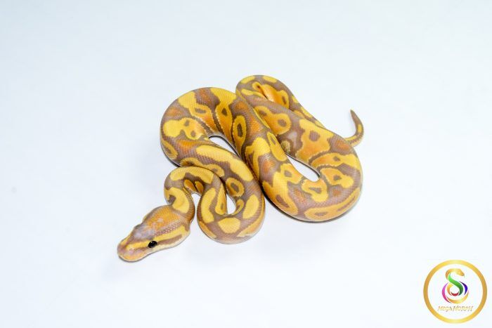 6786 1.0 BANANA HET CLOWN - Image 1