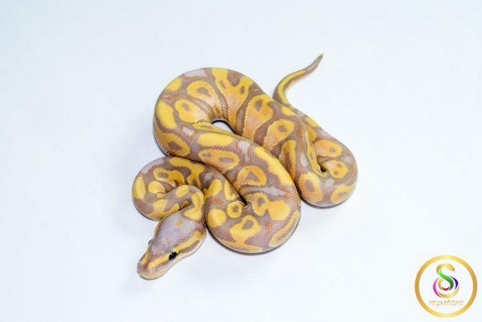 6787 1.0 BANANA PASTEL CALICO HET CLOWN - Image 1