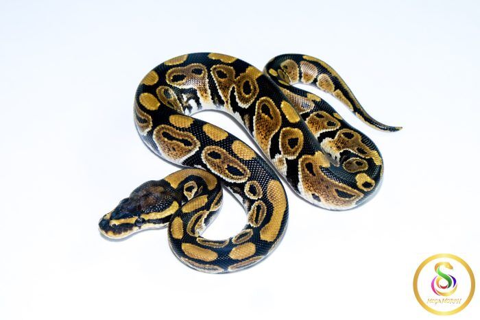 6681 1.0 NORMAL HET CLOWN - Image 1