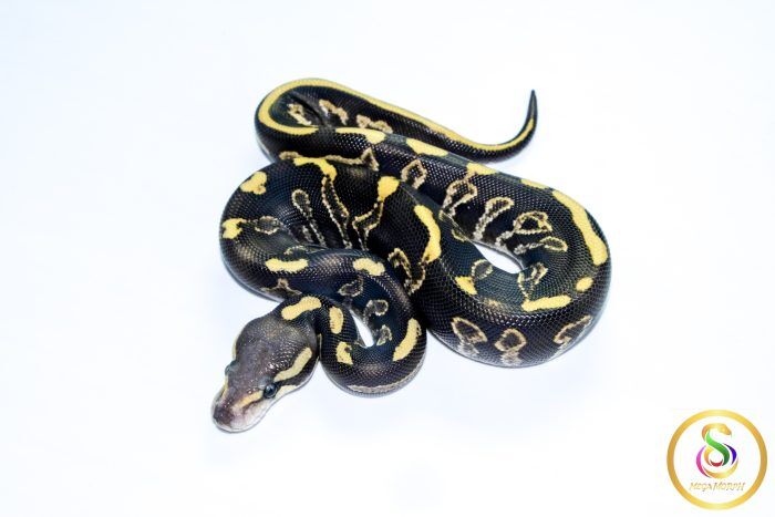 6738 0.1 LEOPARD GHI MOJAVE - Image 1