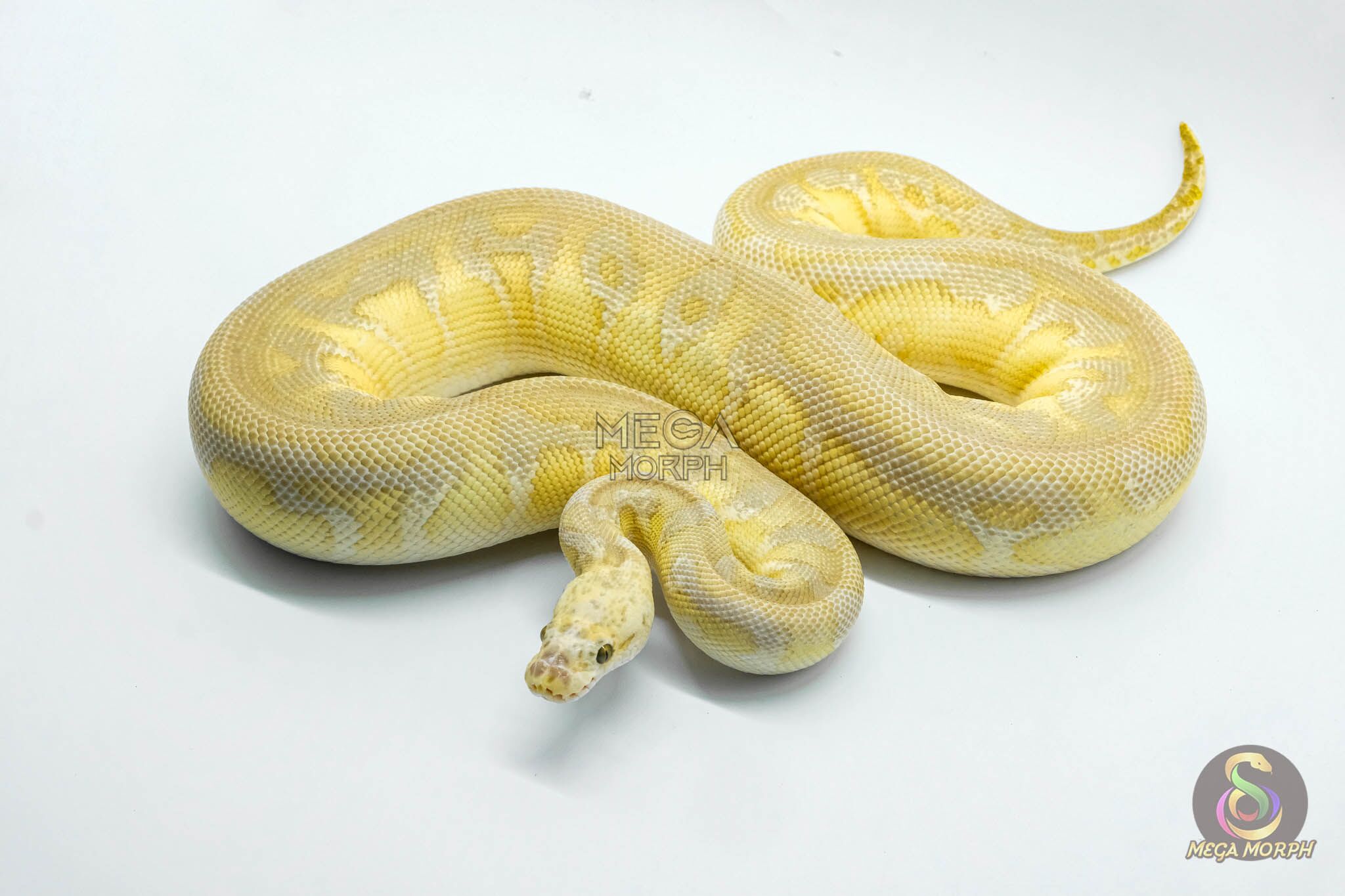 5306 0.1 PASTEL LESSER SPOTNOSE CLOWN - Image 1