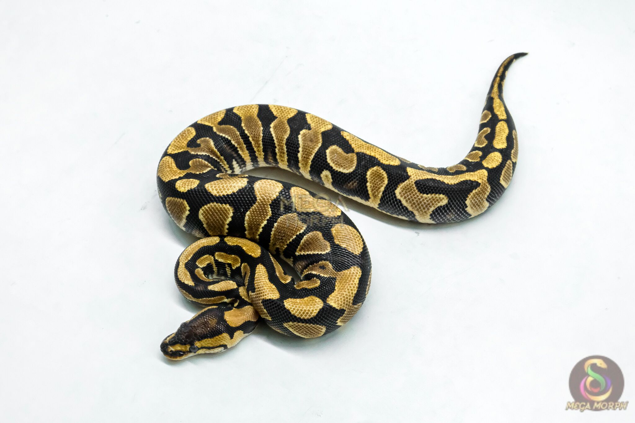 5949-1-1.jpg 5949 0.1 YELLOW BELLY DOUBLE HET DESERT GHOST CLOWN - Image 1