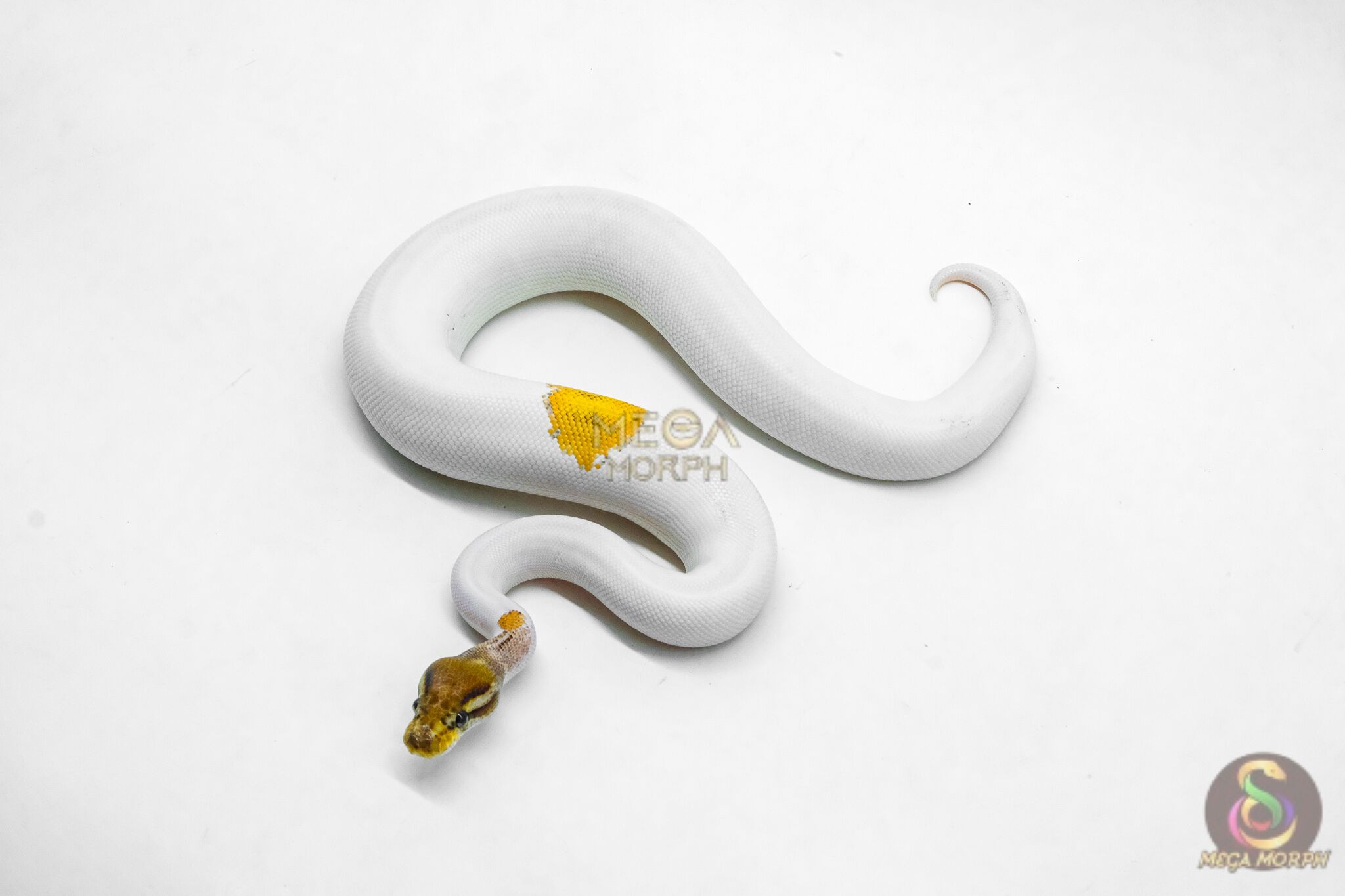 6201-1-1.jpg 6201 1.0 OD YB MOJAVE PIED - Image 1