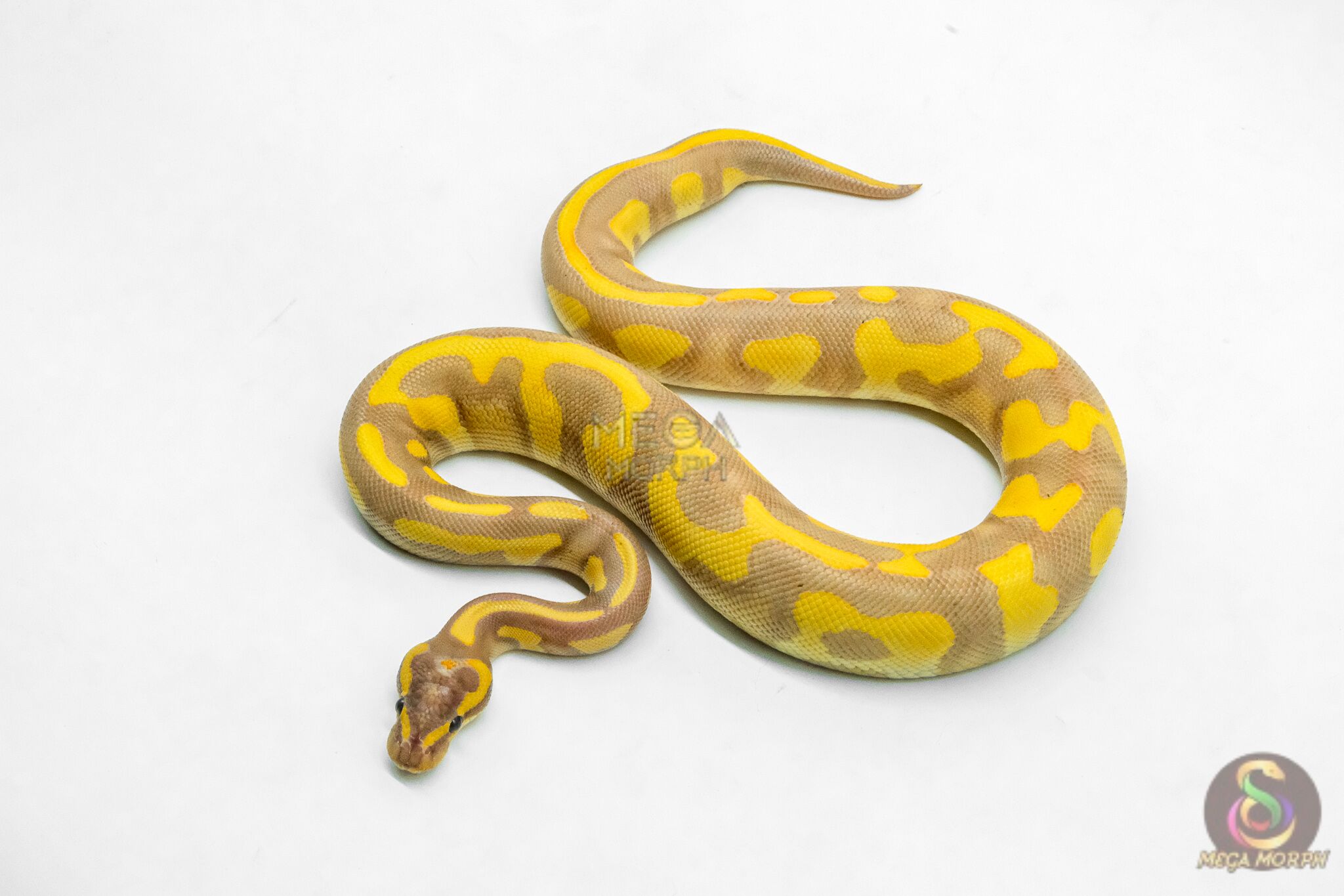 6205-1-1.jpg 6205 1.0 BANANA LEO ENCHI BH H.CLOWN (FMK) - Image 1