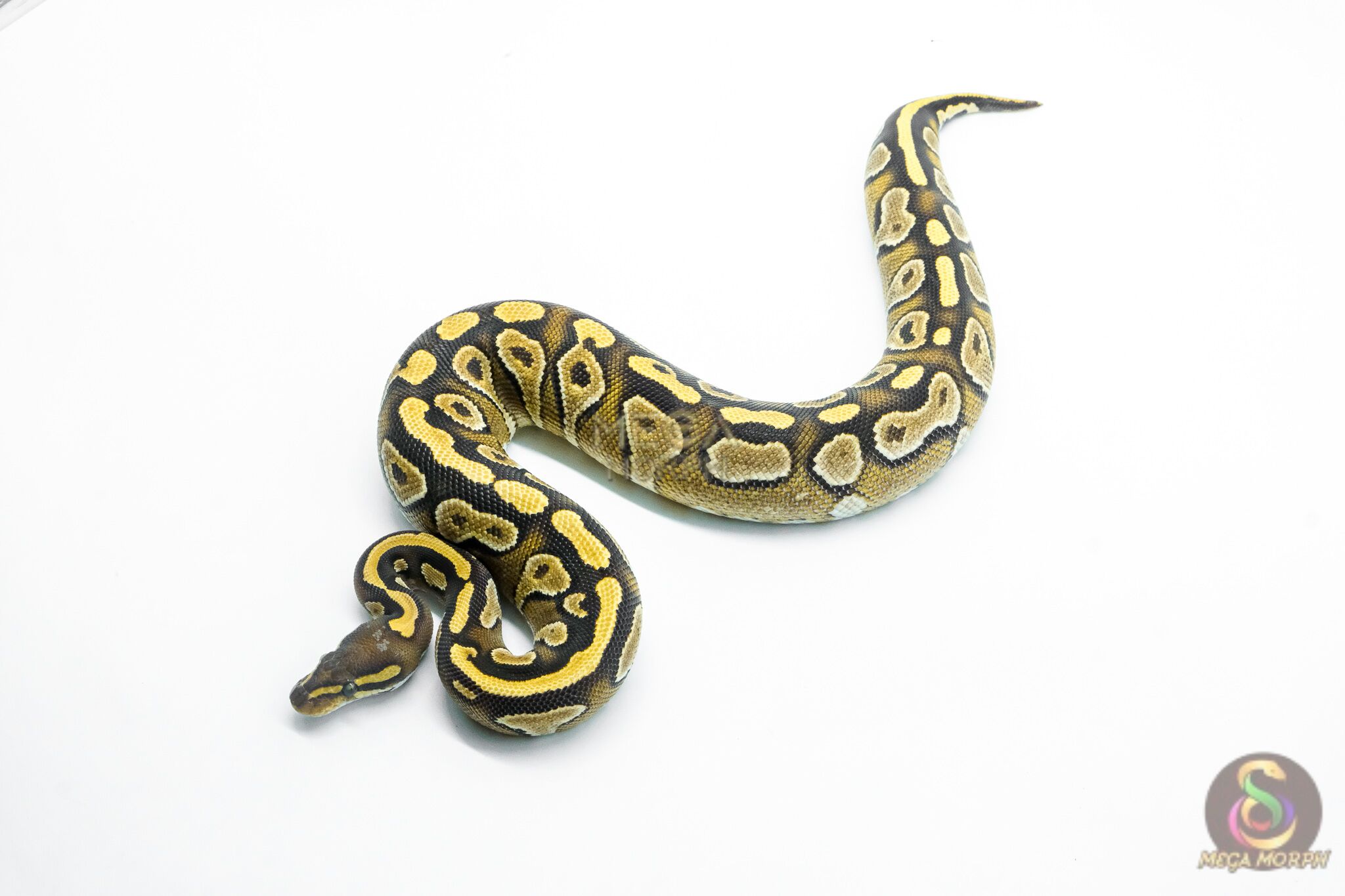 6254 0.1 MOJAVE YB - Image 1