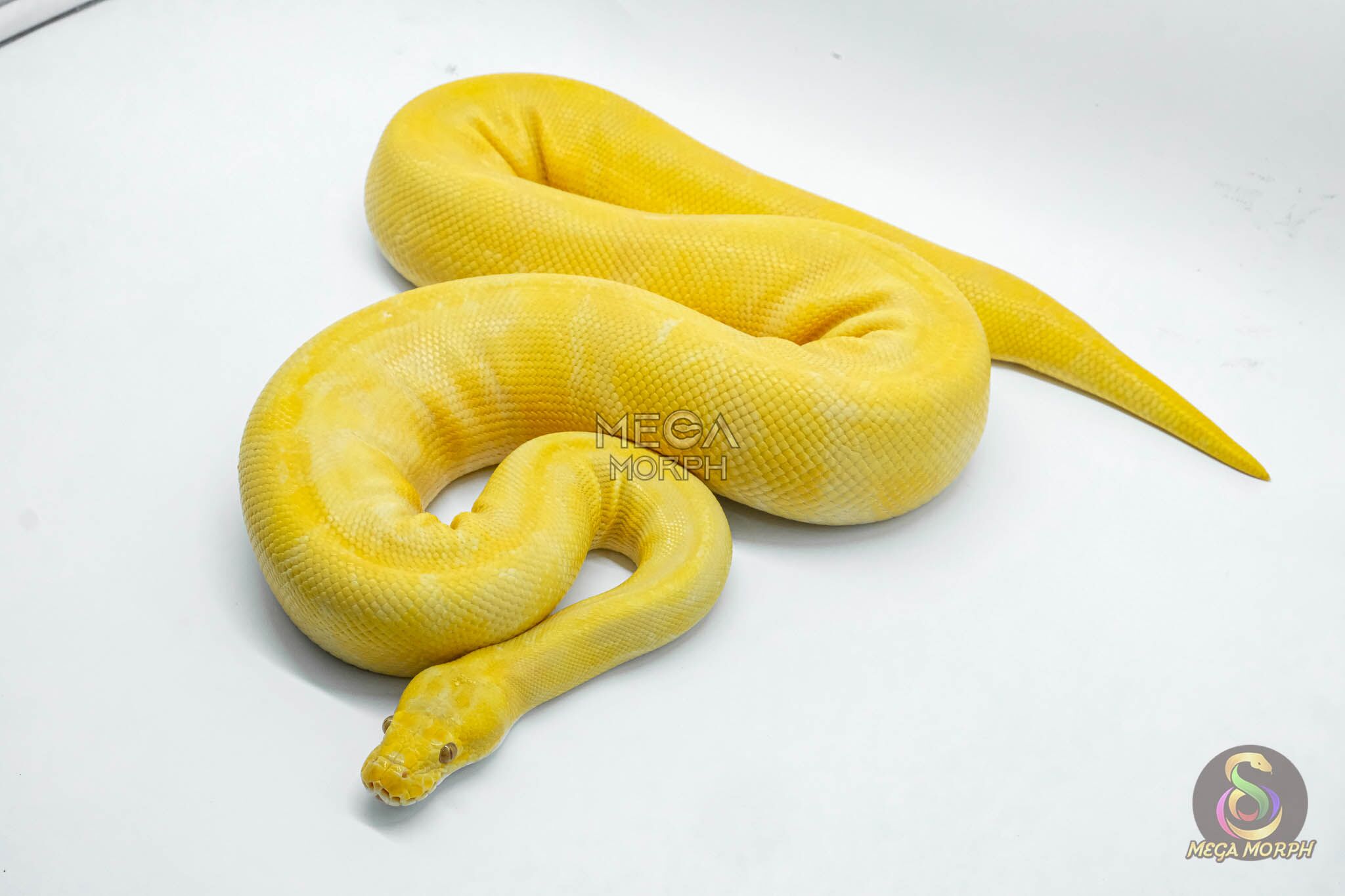 4755-1-1.jpg 4755 1.0 SUPER ENCHI TOFFEE OR TOFFINO - Image 1