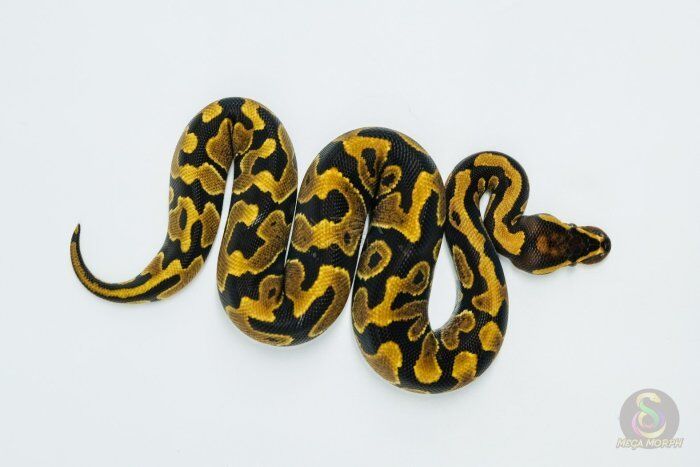 5744-1-2.jpg 5744 0.1 YELLOW BELLY HET CLOWN - Image 1