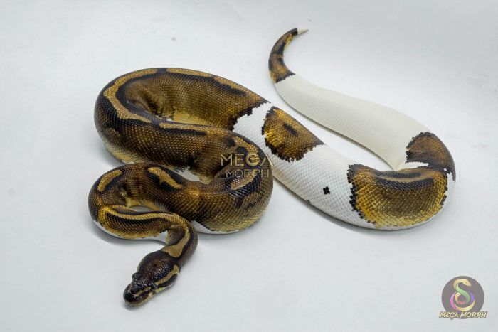 3015 1.0 HUFFMAN PIEBALD - Image 1