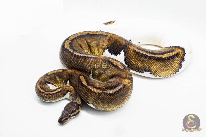 3016 0.1 HUFFMAN PIEBALD (Proven breeder) - Image 1