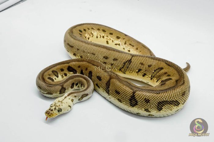 3040 1.0 PASTEL SPOTNOSE LEOPARD CLOWN - Image 1