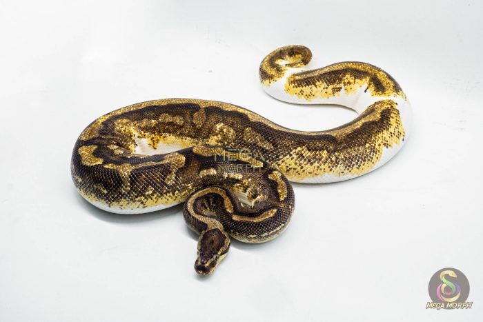 3050 0.1 YELLOW BELLY ENCHI PIEBALD (Proven breeder) - Image 1