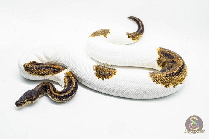 3057 0.1 ENCHI LEOPARD PIEBALD (Proven breeder) - Image 1