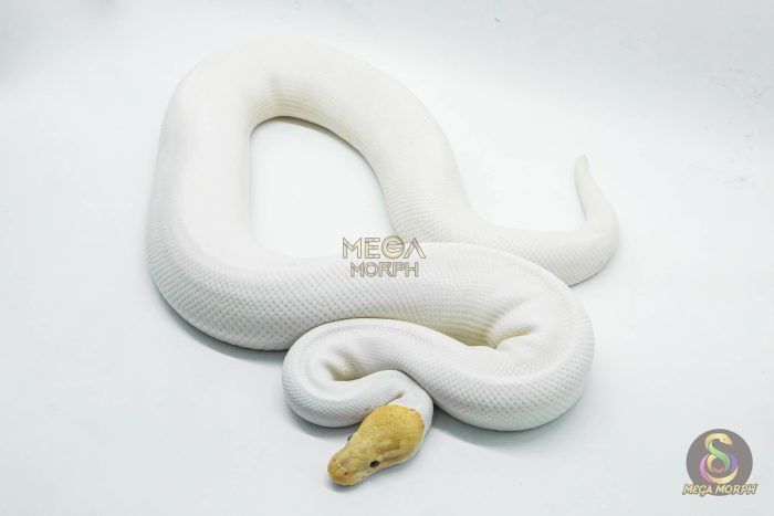 3082 1.0 BANANA PINTO PIEBALD - Image 1