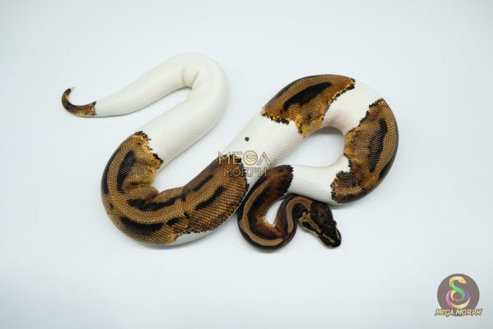 3093 0.1 LEOPARD PIEBALD - Image 1