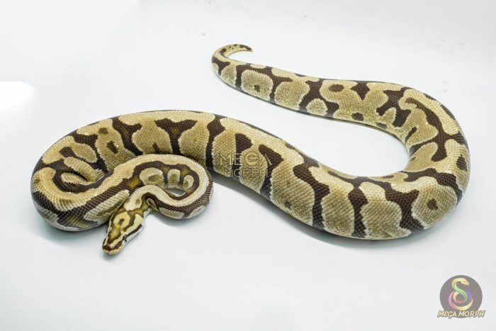 3145 0.1 SPOTNOSE BLADE FIRE HET CLOWN (Proven breeder) - Image 1