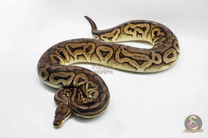 3146 0.1 SPOTNOSE CINNAMON FIRE PASTEL HET CLOWN (Proven breeder) - Image 1