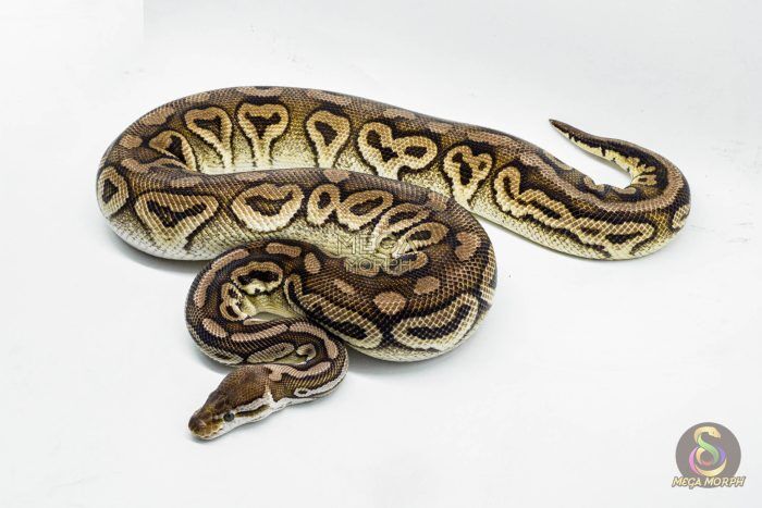 3148 0.1 SPOTNOSE CINNAMON FIRE PASTEL HET CLOWN (Proven breeder) - Image 1