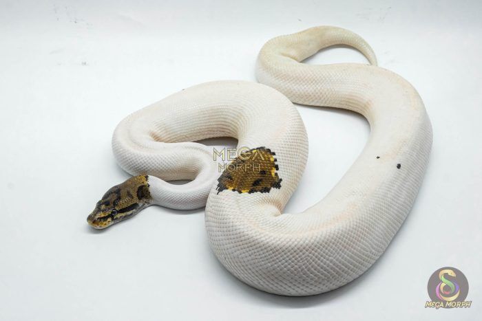 4054 1.0 SPOTNOSE PIEBALD PROBABLE LEOPARD - Image 1