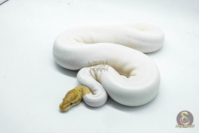 4141 0.1 BANANA PIEBALD - Image 1