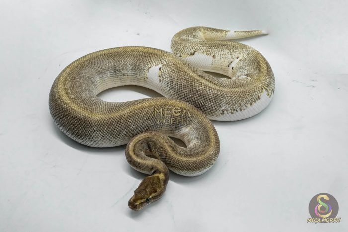4149 0.1 ENCHI MOJAVE PIEBALD - Image 1