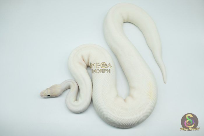 4166 0.1 IVORY PIEBALD - Image 1