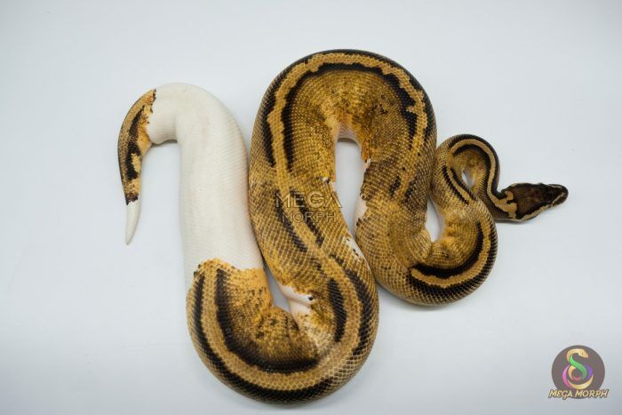 4212 0.1 PASTEL GRAVEL OR YELLOW BELLY PIEBALD - Image 1