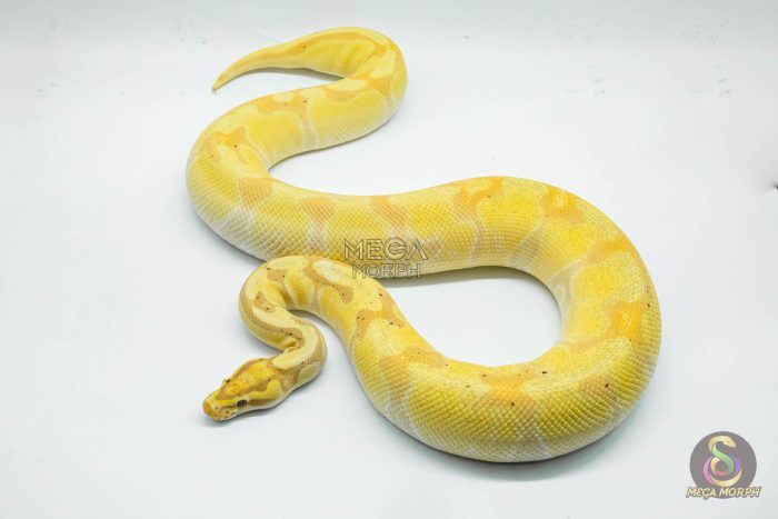 4284 0.1 SUPER ORANGE DREAM ENCHI BANANA (Proven breeder) - Image 1