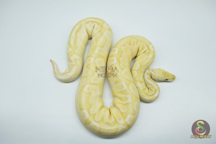 4324 0.1 BANANA BAMBOO BLACK PASTEL YELLOW BELLY - Image 1