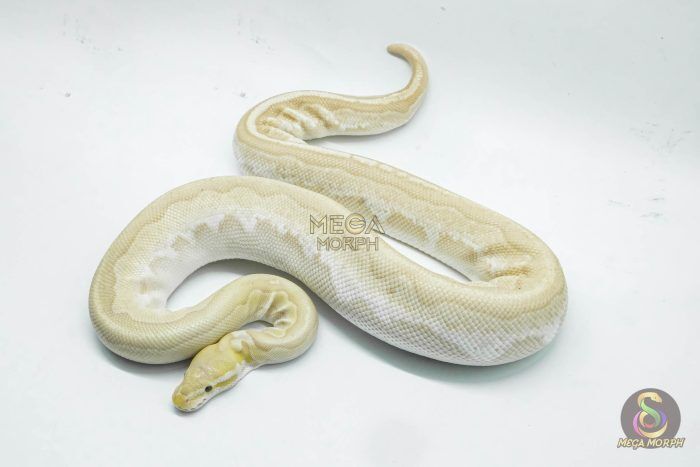 4361 0.1 BAMBOO BANANA BLACK PASTEL YELLOW BELLY - Image 1
