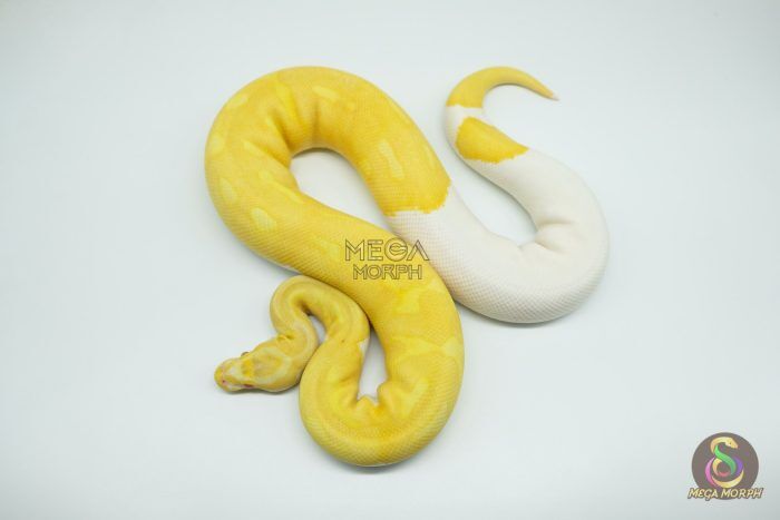 4423 0.1 ALBINO PIEBALD SUPER HIGH CONTRAST - Image 1