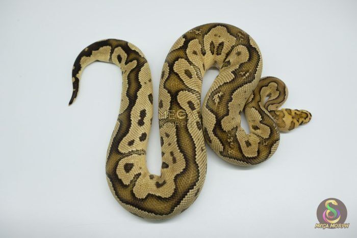 4511 1.0 FIRE YELLOW BELLY CLOWN - Image 1