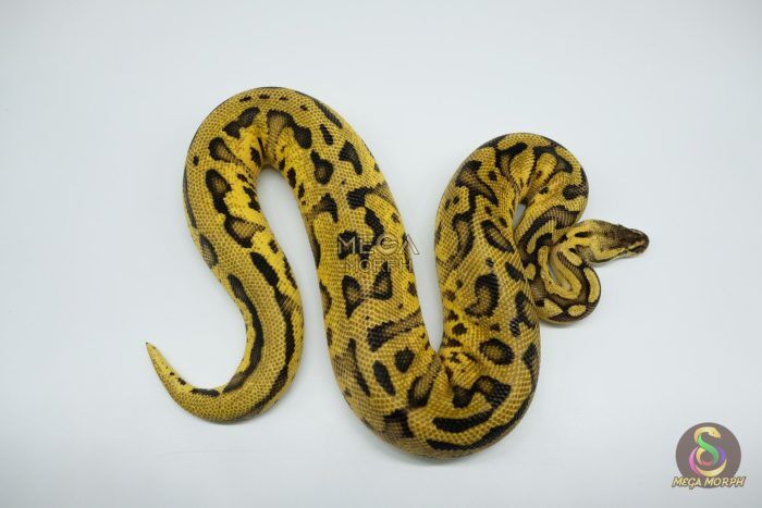 4643 1.0 PASTEL REDSTRIPE LEOPARD 66% HET CLOWN POSSIBLE ORANGE DREAM - Image 1