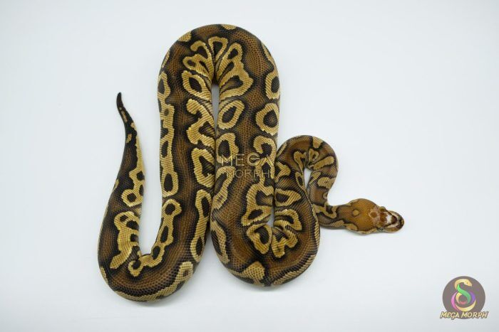 4667 0.1 HURRICANE SCALELESS HEAD CLOWN - Image 1