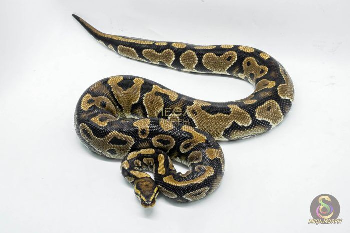 4752 0.1 YELLOW BELLY DOUBLE HET CLOWN PIEBALD - Image 1