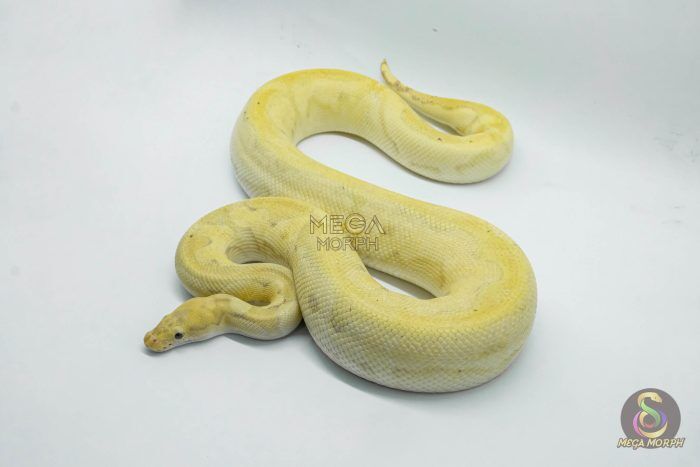 4760 1.0 BANANA CALICO CLOWN - Image 1