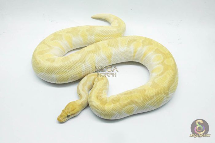 4779 0.1 BANANA BUTTER ENCHI ORANGE DREAM OR SUPER ORANGE DREAM (Proven breeder) - Image 1