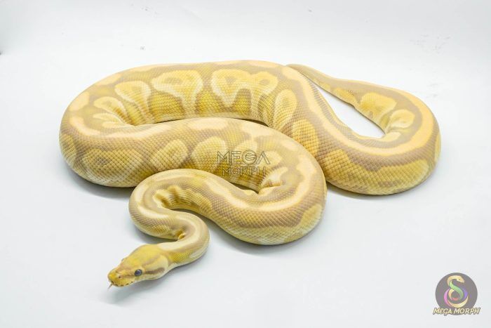 4784 0.1 BLACK PASTEL TOFFEE OR TOFFINO - Image 1