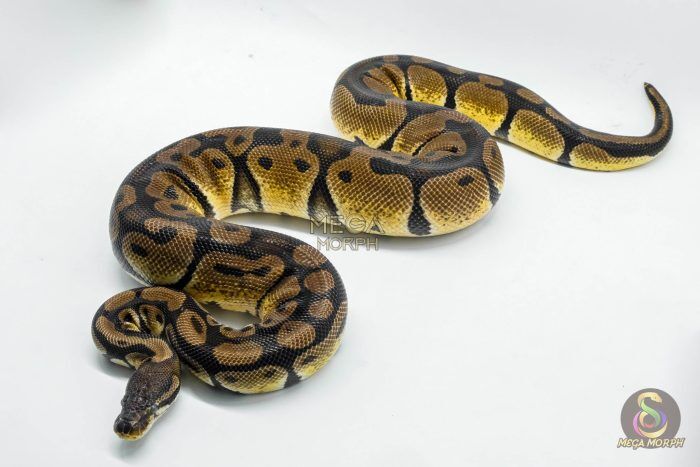 4920 0.1 ORANGE DREAM PASTEL HET DESERT GHOST - Image 1