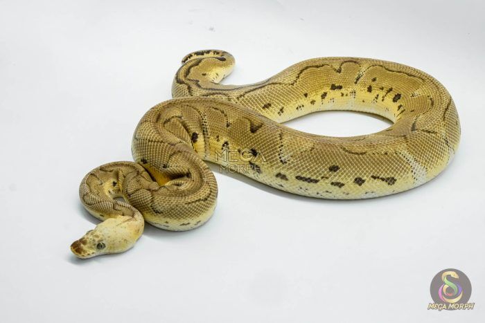 4934 1.0 SUPER PASTEL YELLOW BELLY CLOWN - Image 1