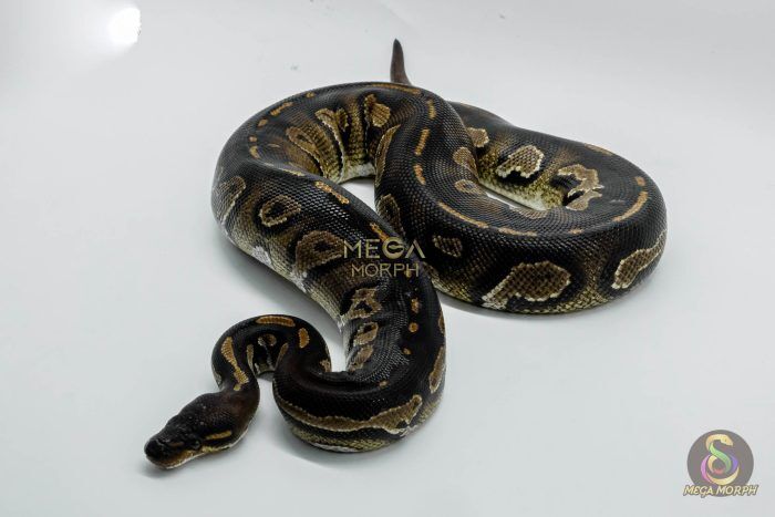 5008 0.1 SUPER BLACKHEAD HET PIEBALD - Image 1