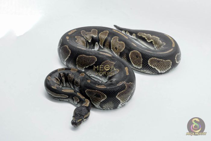 5010 0.1 BLACKHEAD HET PIEBALD - Image 1