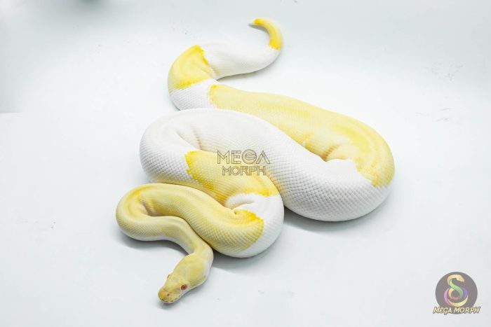 5109 0.1 ALBINO PIEBALD MOJAVE (Proven breeder) - Image 1