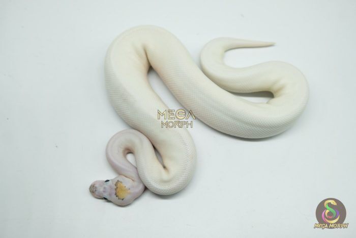 5166 1.0 PIEBALD BANANA PINTO - Image 1