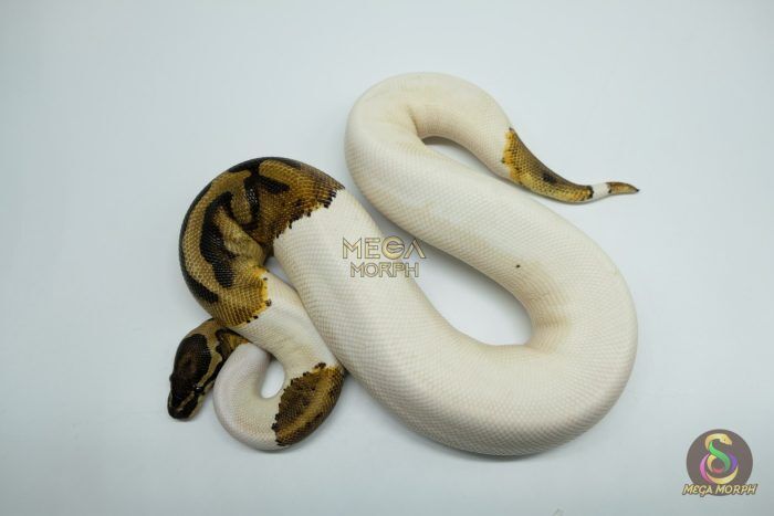 5177 0.1 PIEBALD HET ALBINO (Proven breeder) - Image 1