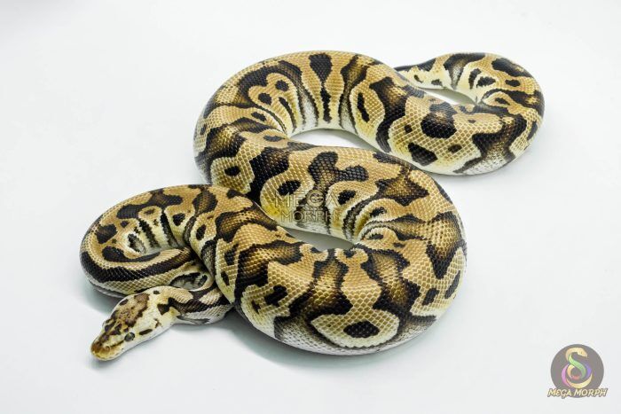 5233 0.1 PASTEL CRYPTON - Image 1