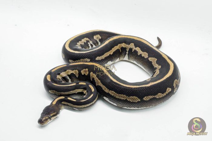 5258 0.1 LEOPARD MOJAVE CHOCOLATE - Image 1