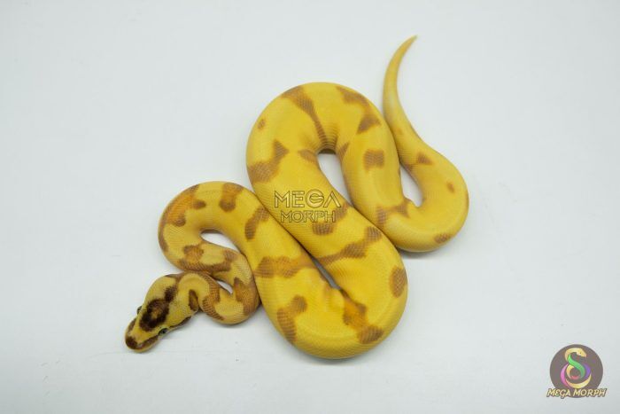 5262 0.1 SUPER ORANGE DREAM SUPER ENCHI YELLOW BELLY FIRE - Image 1