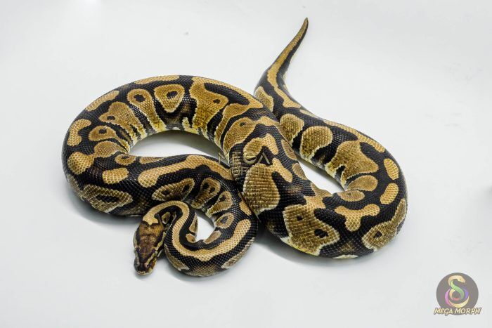 5302 0.1 HURRICANE SPOTNOSE HET DESERT GHOST - Image 1