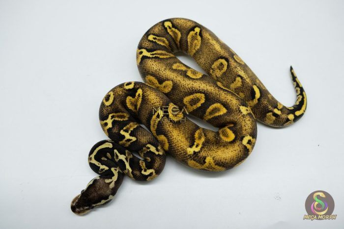 5327 1.0 PASTEL ENCHI GHI BLACKHEAD YELLOW BELLY 66% HET PIEBALD - Image 1