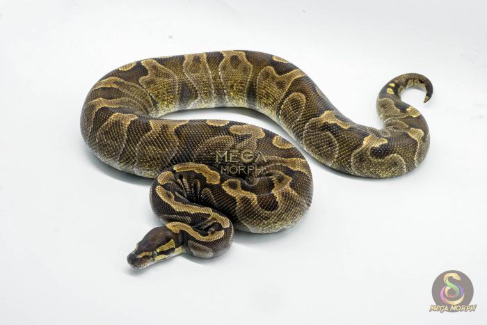 5334 0.1 GHI ENCHI HET DG - Image 1